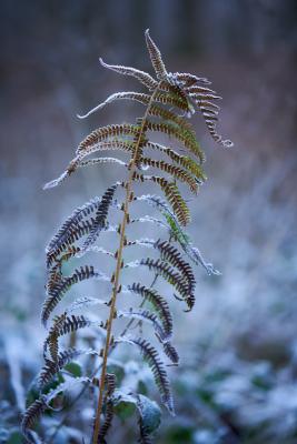 Winterschönheit