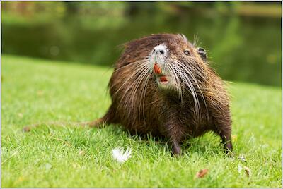 Nutria