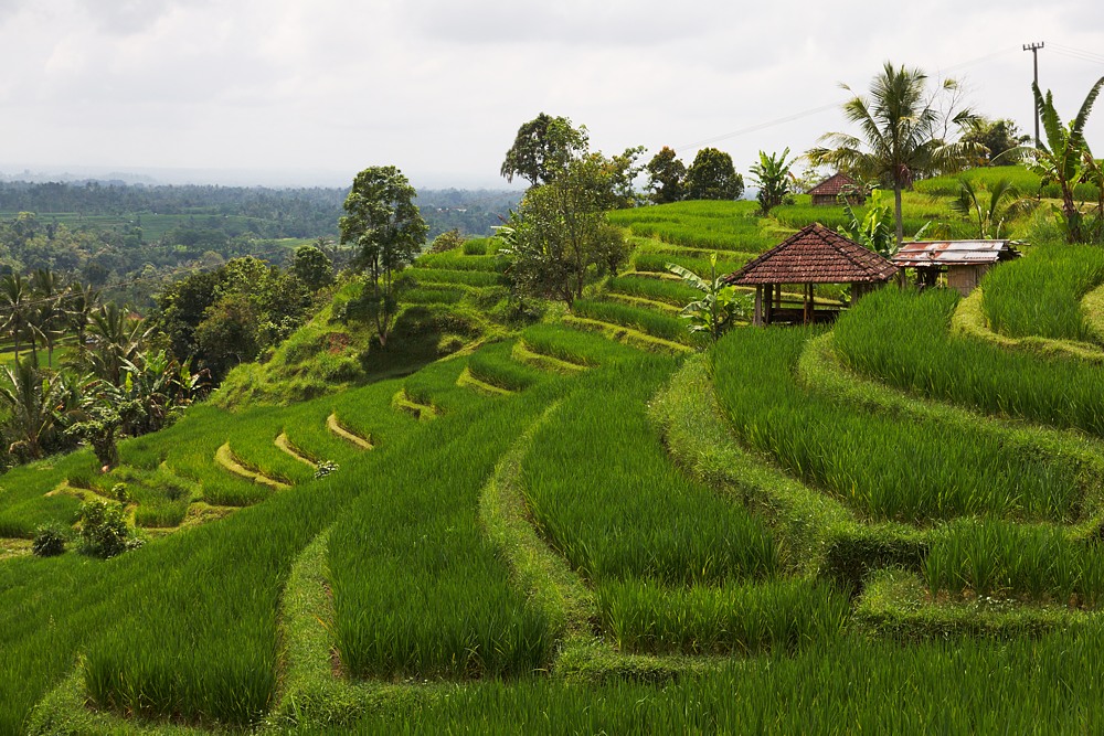 Bali 94