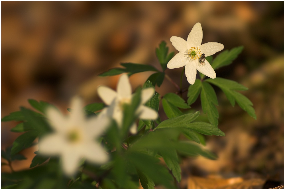 Blüten