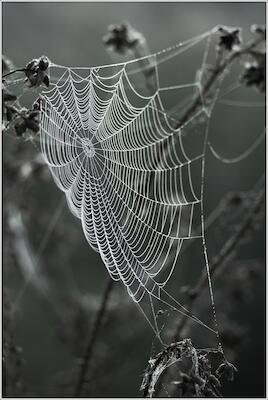 Spinnennetz