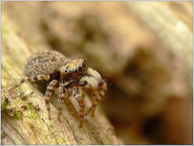 Euophrys erratica