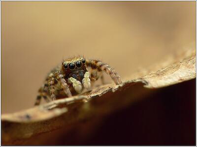 Euophrys erratica