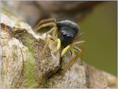 Heliophanus cf. cupreus