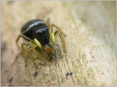 Springspinne mit Beute