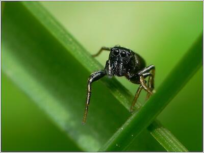 Springspinne mit "Handicap"
