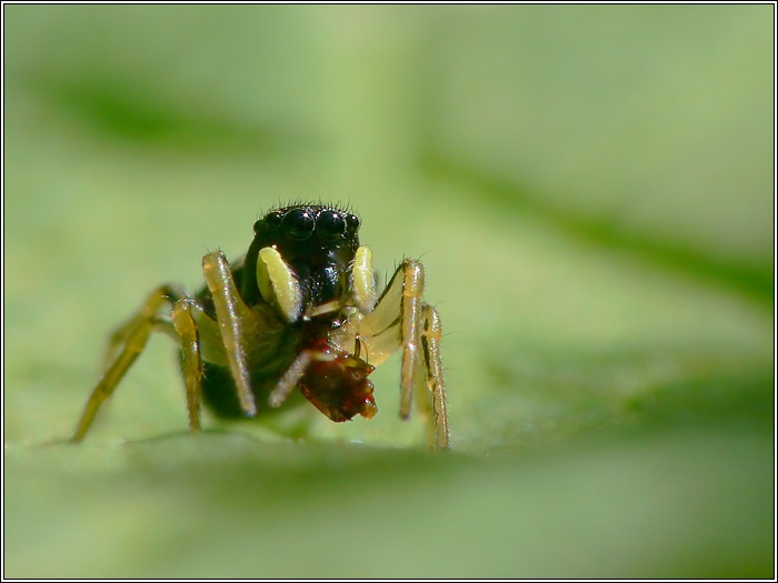 Springspinne mit Beute