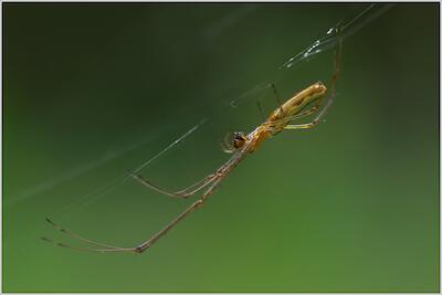 Streckerspinne