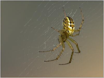 Streifenkreuzspinne
