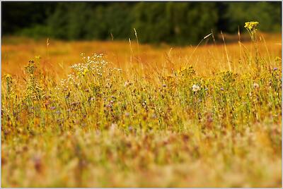 Sommerwiese
