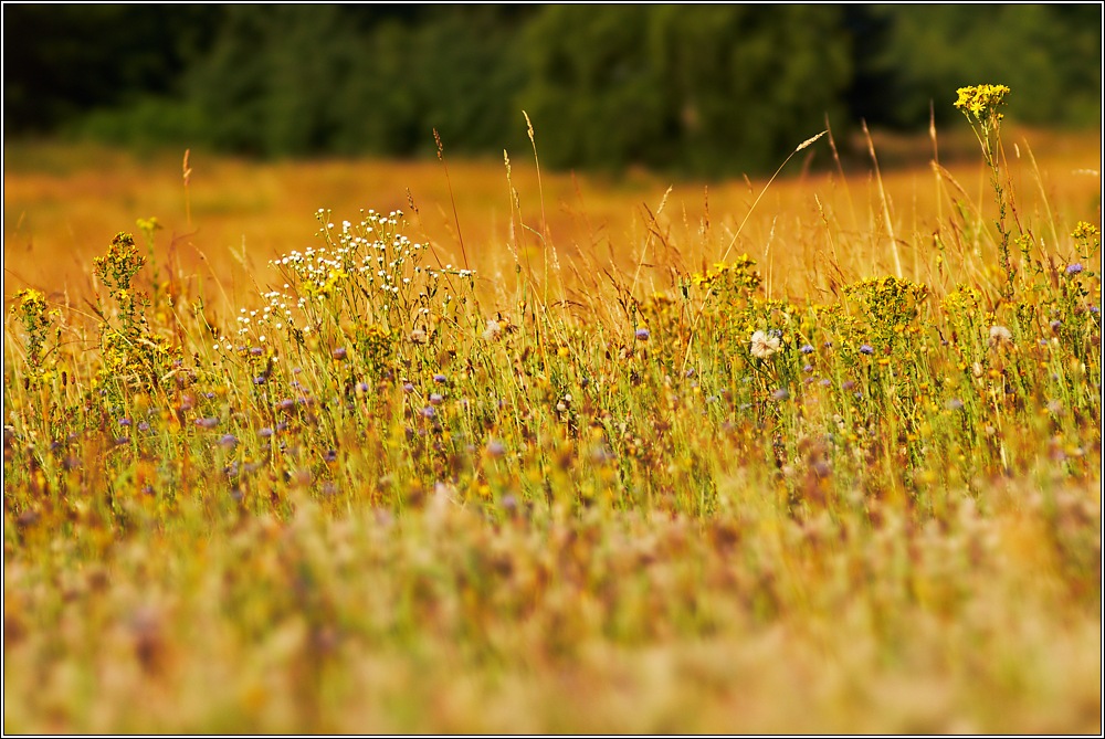 Sommerwiese
