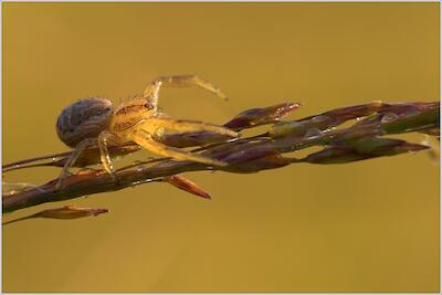 Xysticus