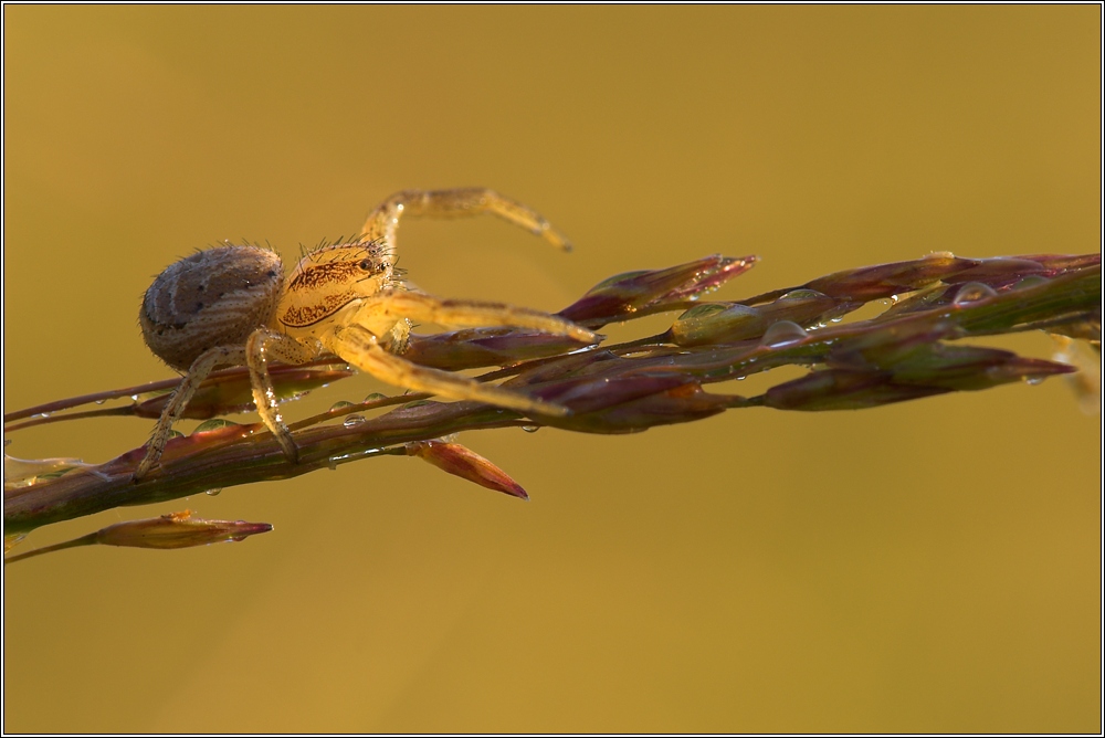 Xysticus